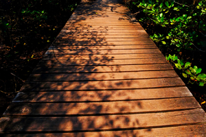 The wooden bridge and shadow of branches