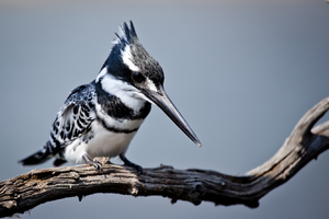 Pied Kingfisher perching on a branch