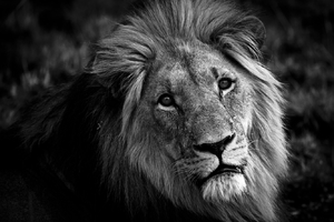 Frontal view of a male lion