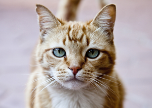 Front view of a ginger cat