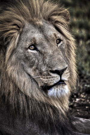 Close up front view of a male lion