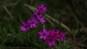 Closeup of small purple flowers