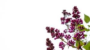 Lilac in bloom on white background
