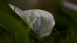 Shimmering Leaf Macro Photography