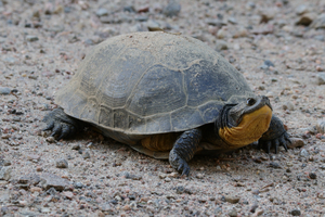 Turtle on a gravel road