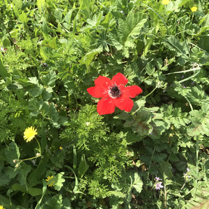 One red flower in nature