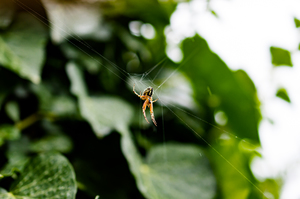 Close up capture on a spider in nature