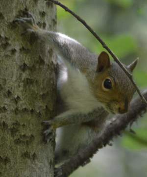 Squirrel peeking around tree