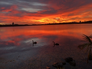 Ducks at Dawn in lake pupuke