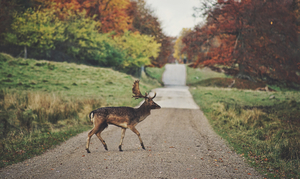 A deer on the road