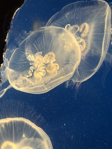 medusas aguas vivas