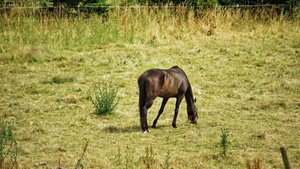 A lonely horse in a field