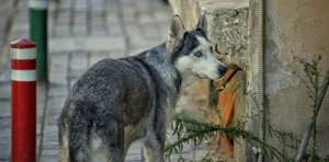 An urban wolf in Izmir