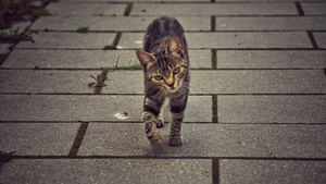 A cat walking towards camera