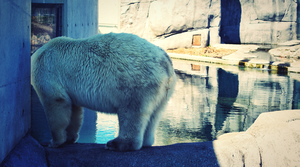 A shy polar bear