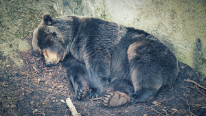 A bear sleeping