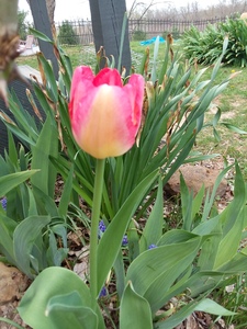 The perfect tulip