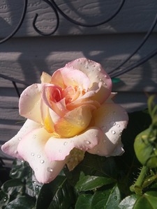 One of a kind rose
