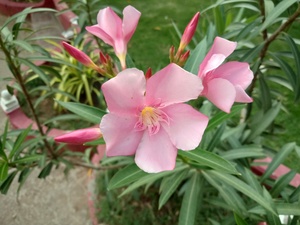 A bunch of Pink Flowers