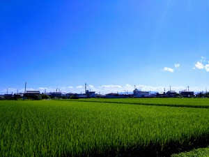 A Green Rice Field