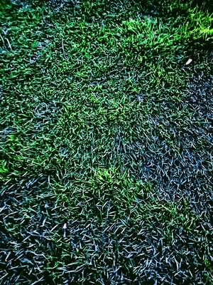 A green grass field