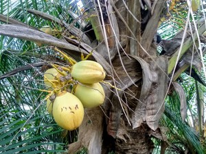 Healthy Natural Fresh Coconuts