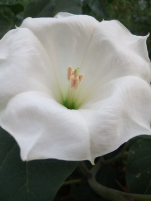 A white flower in forest