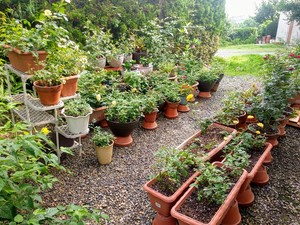 Mini Garden