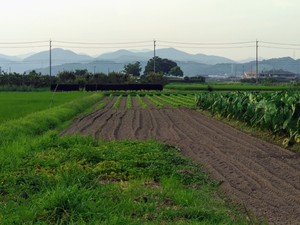 A Cultivated Land