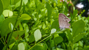 Butterfly onleaves