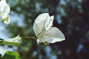 Closeup of white Flower