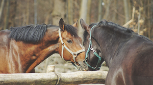 Beautiful horses in love