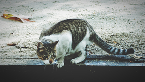 A curious cat in Bucharest