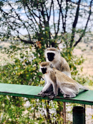 Two monkeys sitting on balcony