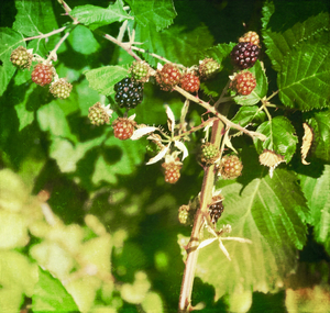 Raspberries on the vine in nature