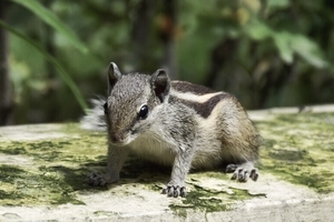 Friendly Squirrel in Garden of Dreams Kathmandu, Nepal