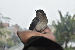 Bird sitting on human hand