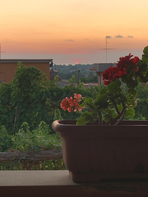 Sunset with a plant