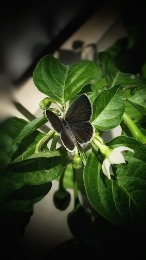 Black Butterfly in green leaves