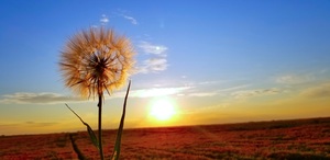 Dandelion in the sunset on the prairie’s.