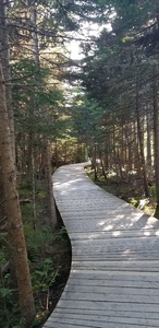Wooden path into the forest