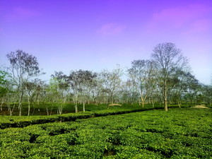 Tea garden scenery in Tripura