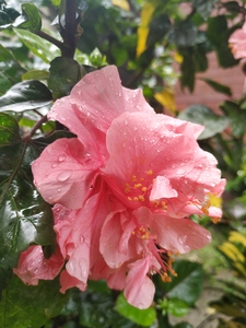 Pink bloomed flower