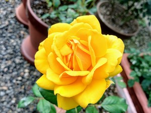An Exotic Yellow Rose