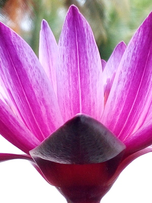 lotus Flower beautiful