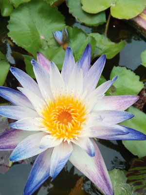 Beautiful lotus flower nature garden Refreshing
