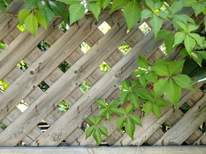 Green ivy on lattice fence