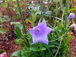 Blue garden flower