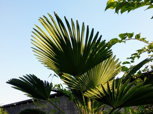 A Green Exotic Tree