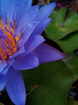 beautiful nature lotus Flower